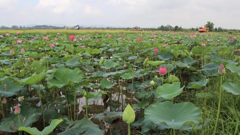 近年来,金莲乡的荷花种植面积已大幅扩大。 近年来,金莲乡的荷花种植面积已大幅扩大。