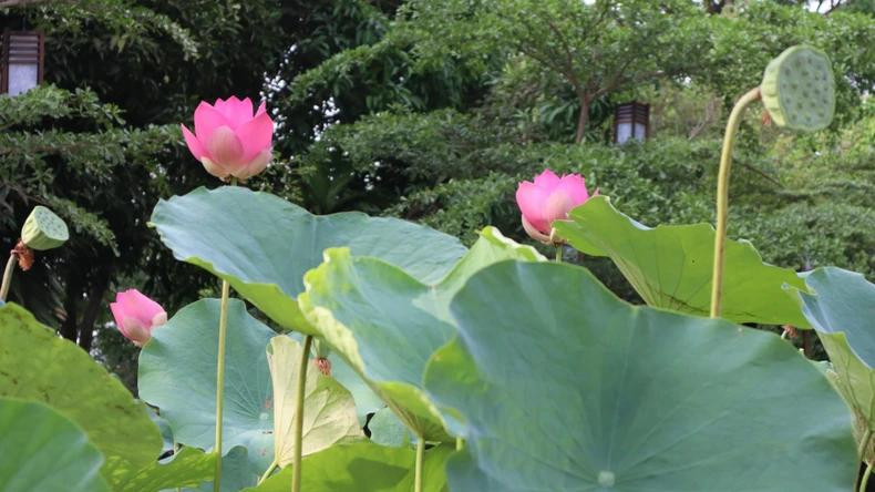 金莲胡志明主席纪念遗址区种植的荷花也纷纷盛开。 金莲胡志明主席纪念遗址区种植的荷花也纷纷盛开。