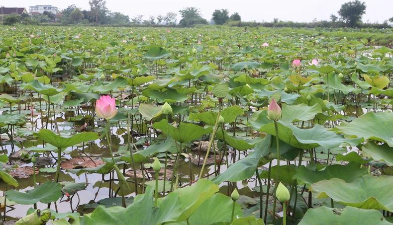 在清晨的阳光中,粉红色的花苞悄然绽放,在绿叶的衬托下分外耀眼。 在清晨的阳光中,粉红色的花苞悄然绽放,在绿叶的衬托下分外耀眼。