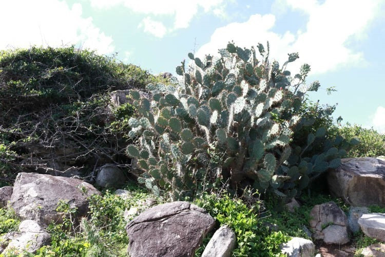 宁顺省主山国家公园凭借丰富的生物多样性,吸引着游客、科学家及自然爱好者前来探索。图中:当地标志性耐旱植物仙人掌。 宁顺省主山国家公园凭借丰富的生物多样性,吸引着游客、科学家及自然爱好者前来探索。图中:当地标志性耐旱植物仙人掌。