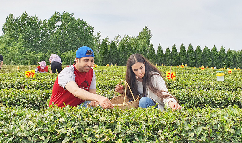 采访团成员体验采茶。 采访团成员体验采茶。