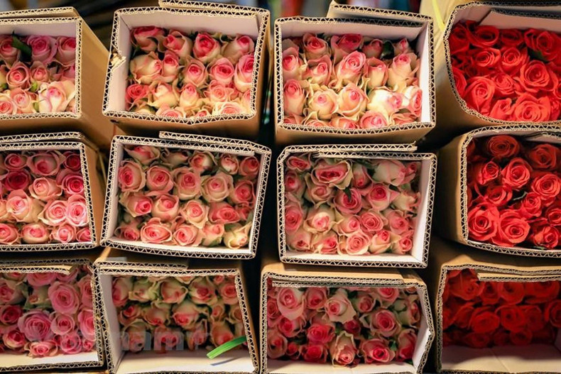 木州玫瑰每束20支,价格为25万-30万越盾,西就玫瑰一束为12万-15万越盾,大叻市玫瑰一束为15万越盾。 木州玫瑰每束20支,价格为25万-30万越盾,西就玫瑰一束为12万-15万越盾,大叻市玫瑰一束为15万越盾。