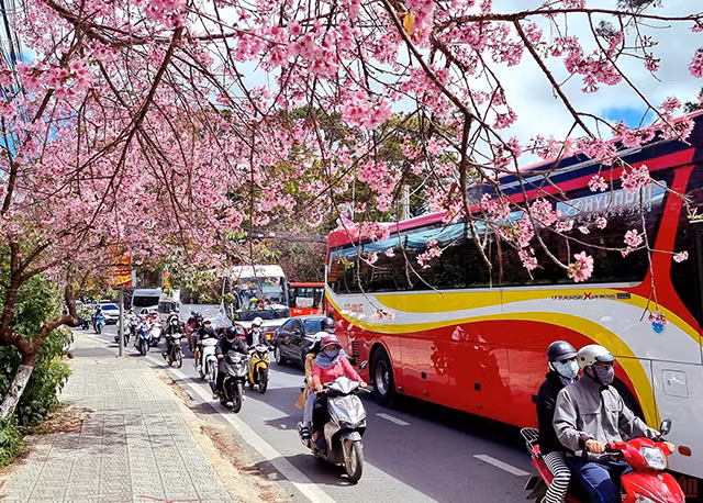 大叻充满春天色彩（组图） ảnh 1