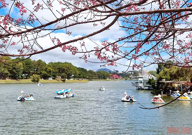 大叻充满春天色彩（组图） ảnh 9