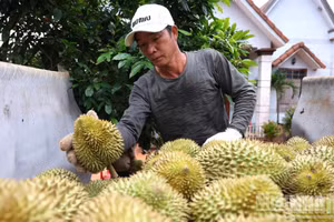 东南部榴莲之都迎来主产季收获