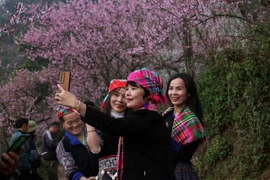 春节期间老街省成为游客具有吸引力的目的地。