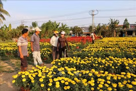 2020-2025年阶段，永隆省累计接待游客超过2600万人次，收入超过22万亿越盾。