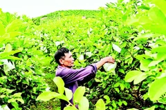 位于北宁省福和乡山谷中的大片番石榴园。（宝龙 摄）