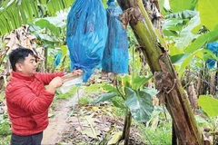 工作人员在安盛康农场农业股份公司种植区照护香蕉园。（明英 摄）