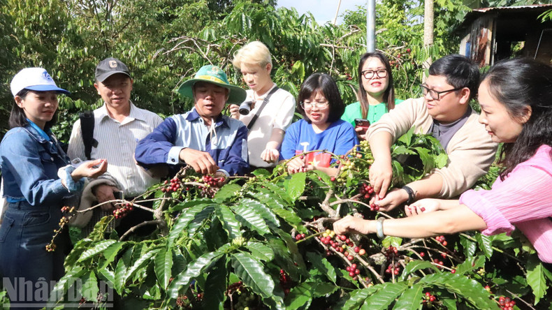 得乐省被誉为越南“咖啡之都”。