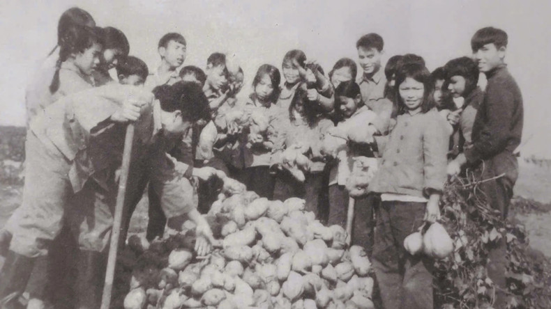 学生们参与种植红薯,以改善生活条件。(图片由陈文慈先生提供) 学生们参与种植红薯,以改善生活条件。(图片由陈文慈先生提供)