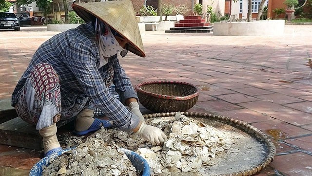 处理贝壳制粉。（图片来源：黎碧）