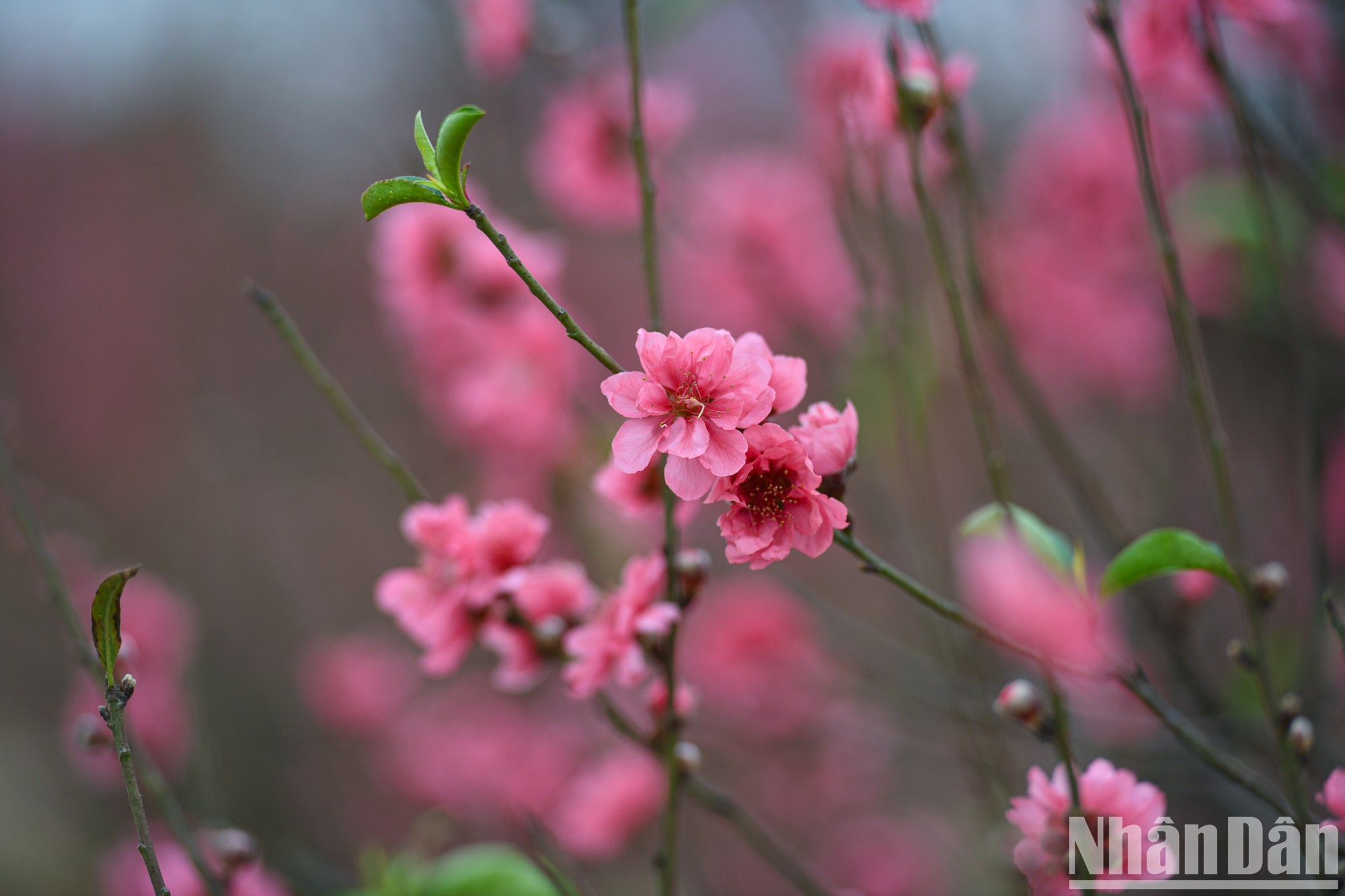 日新桃花之美。 日新桃花之美。