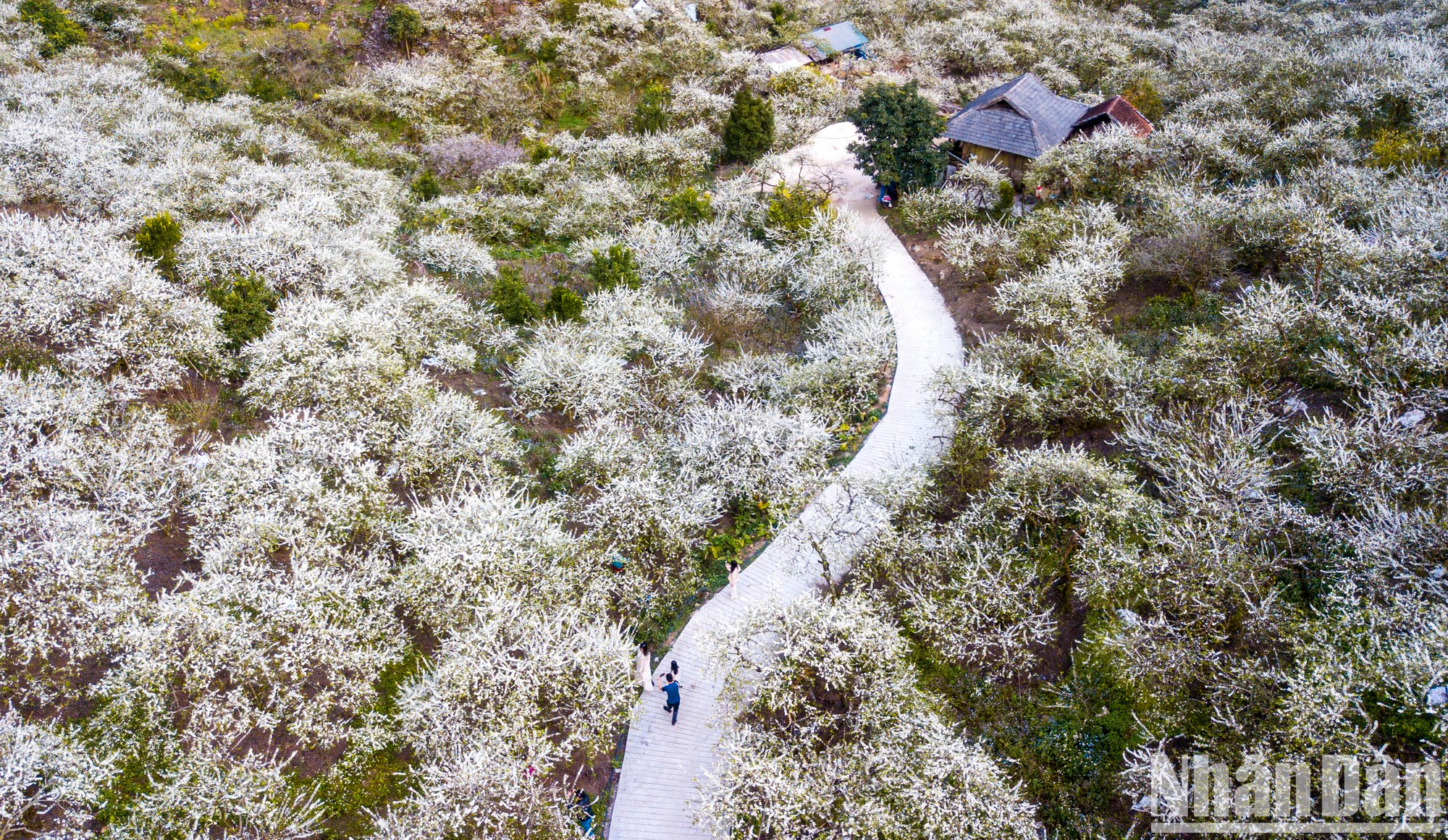 美化造成一幅白色天堂的美景。 美化造成一幅白色天堂的美景。