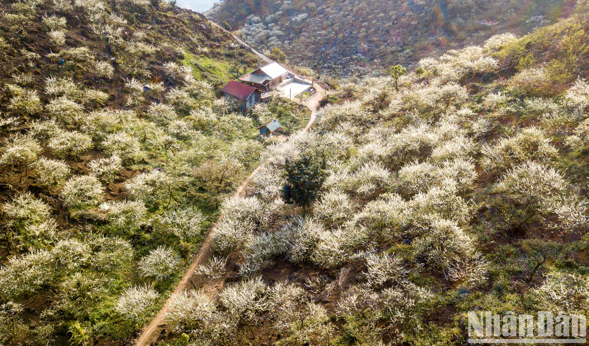 山萝省木州县拥有着原始的景色,许多著名的景点备受欢迎,而梅花是该地区的县花代表。 山萝省木州县拥有着原始的景色,许多著名的景点备受欢迎,而梅花是该地区的县花代表。