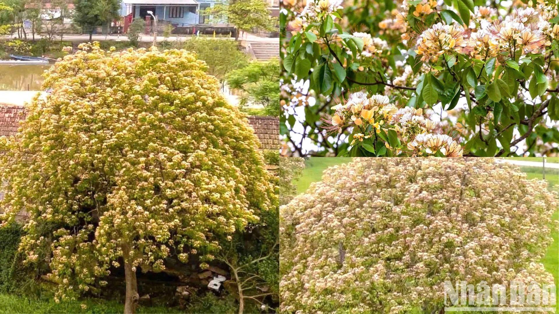 在鹿水乡,鱼木树常常生长在河边、田边或村道旁。春天,孩子们常在这些花伞下嬉戏,而年长者则在这里找回童年上学时的回忆,手里握着一枝鱼木花。 在鹿水乡,鱼木树常常生长在河边、田边或村道旁。春天,孩子们常在这些花伞下嬉戏,而年长者则在这里找回童年上学时的回忆,手里握着一枝鱼木花。