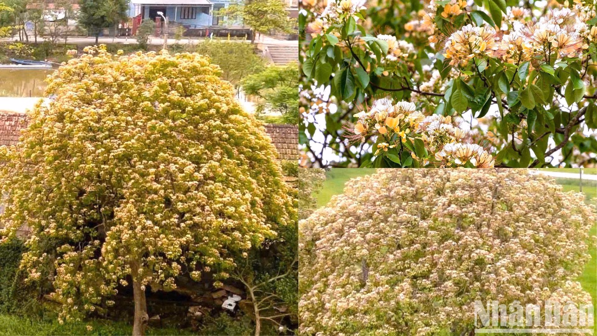在鹿水乡，鱼木树常常生长在河边、田边或村道旁。春天，孩子们常在这些花伞下嬉戏，而年长者则在这里找回童年上学时的回忆，手里握着一枝鱼木花。