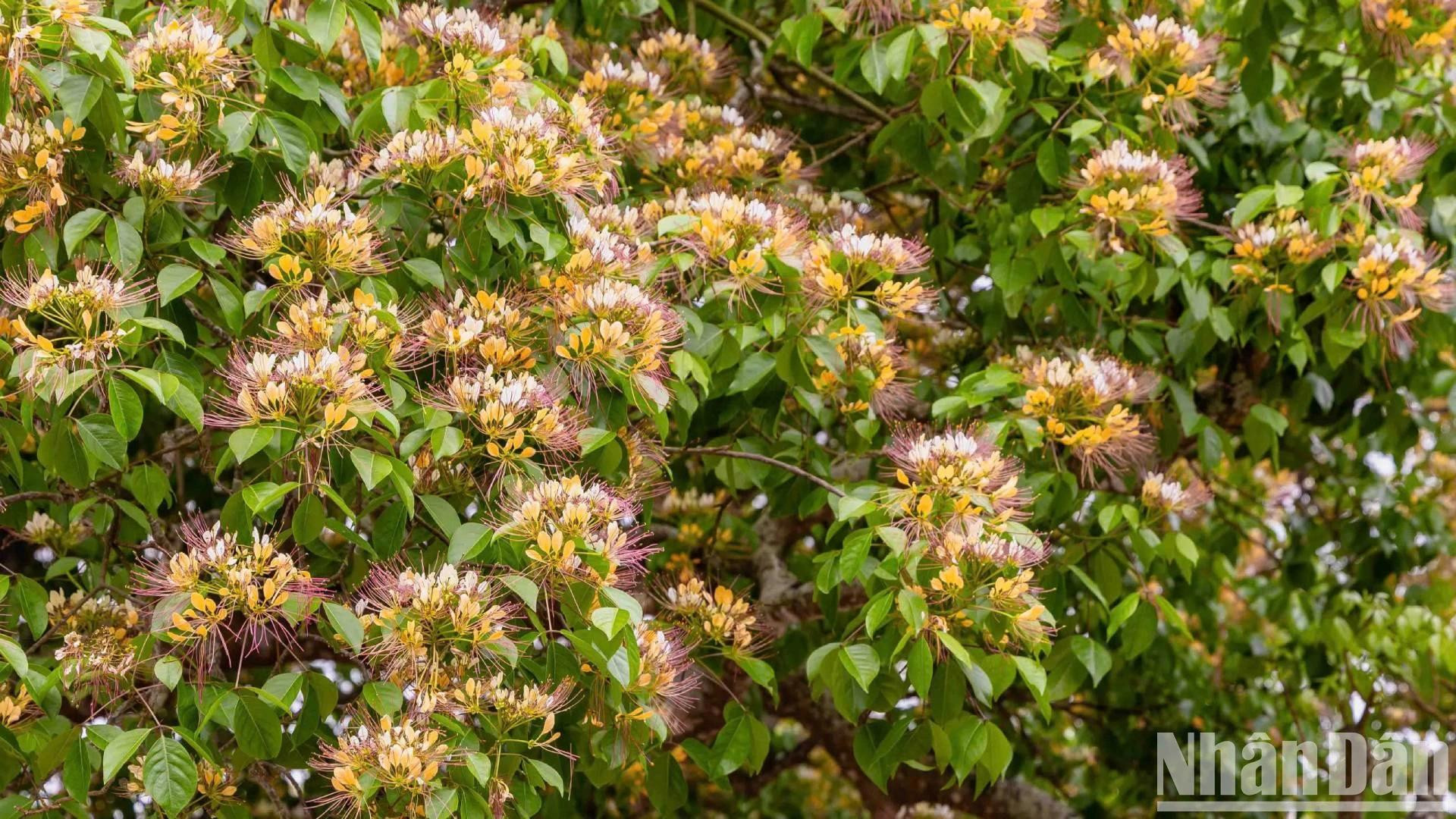 广平省:丽水乡村的鱼木盛开【组图】 ảnh 3 广平省:丽水乡村的鱼木盛开【组图】 ảnh 3