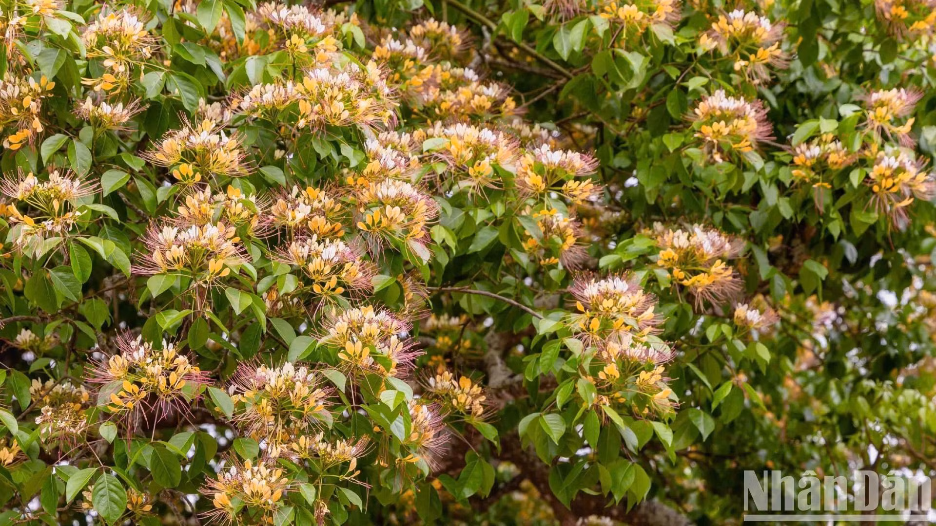 广平省：丽水乡村的鱼木盛开【组图】 ảnh 3