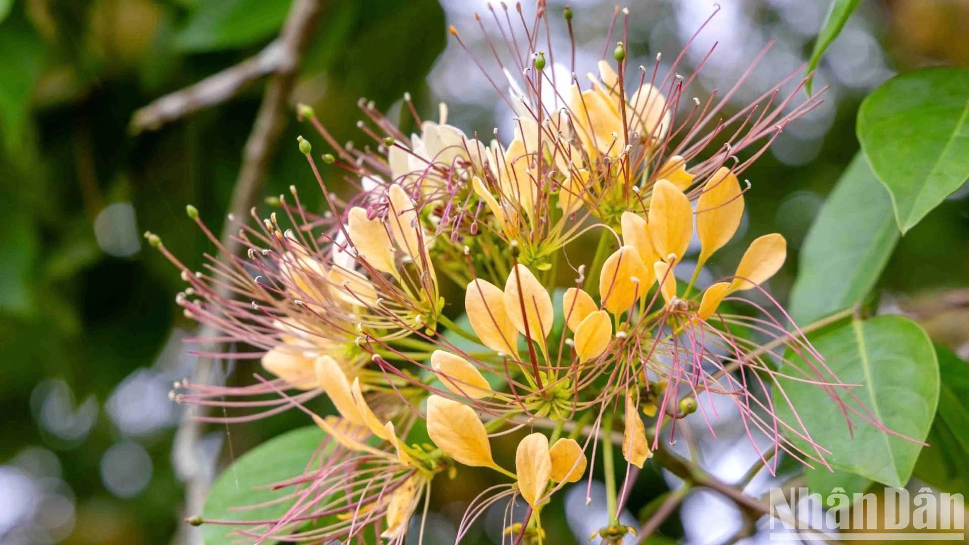 花开时,花蕊如同细密的蛛丝,装点着树枝。 花开时,花蕊如同细密的蛛丝,装点着树枝。