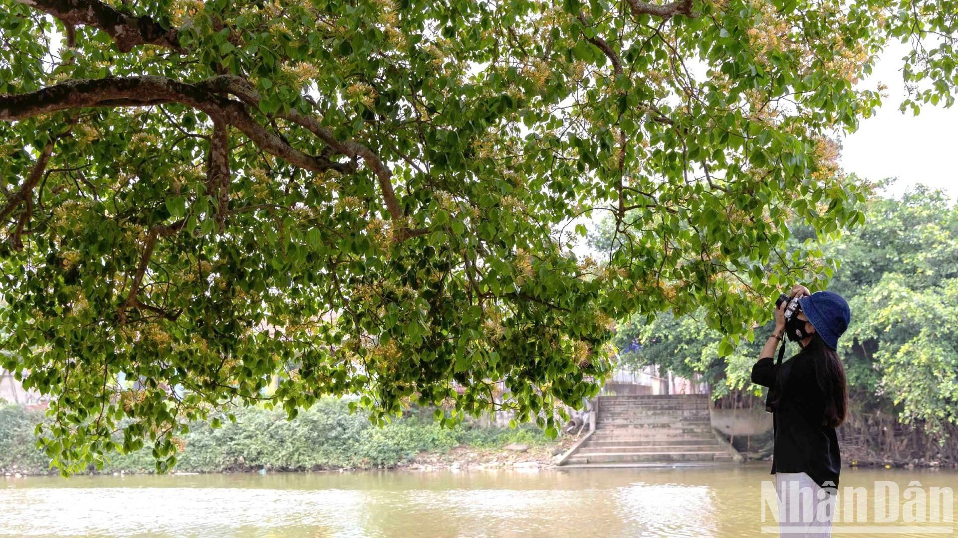 当鱼木盛开时,位于鹿水乡安舍村的建江河畔成了一个吸引许多人前来打卡、拍照留念的地方。 当鱼木盛开时,位于鹿水乡安舍村的建江河畔成了一个吸引许多人前来打卡、拍照留念的地方。