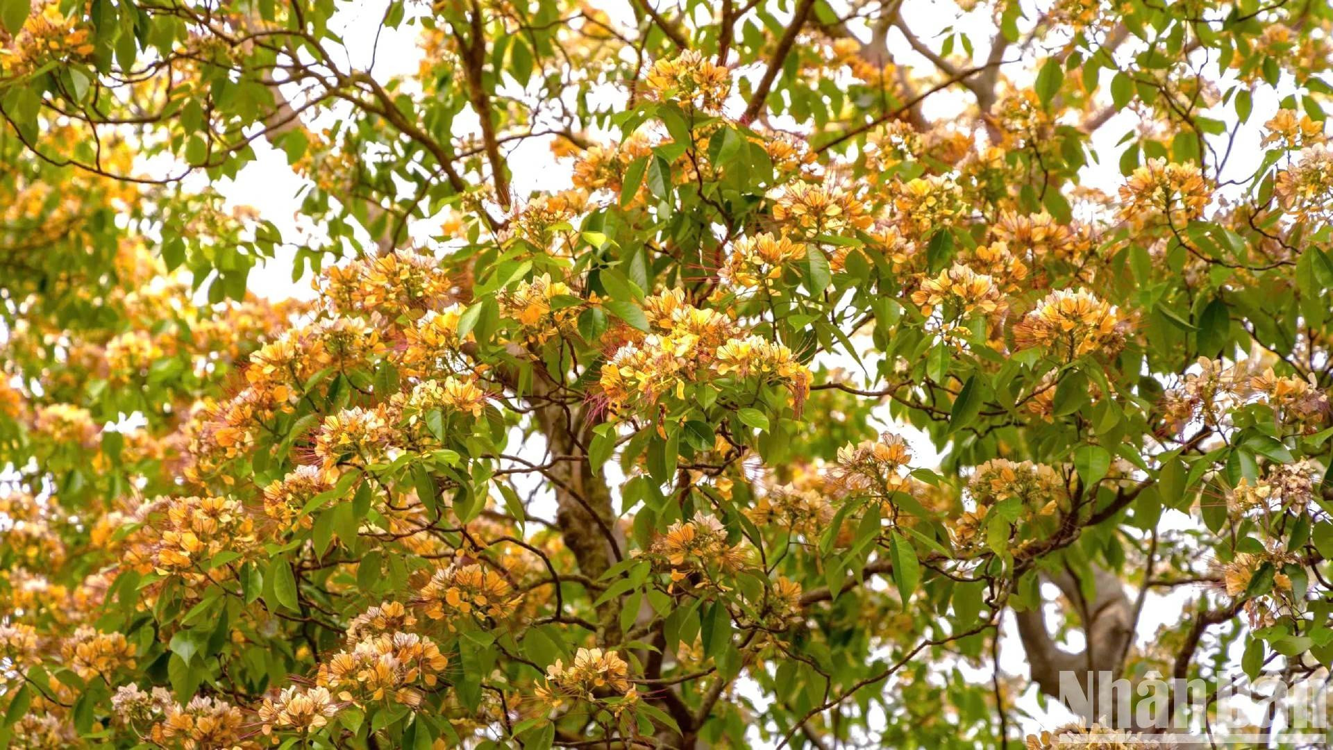 到了夏初,鱼木渐渐变成了更深的黄色,随后它们结出白色的卵形果实,垂挂在树枝上。 到了夏初,鱼木渐渐变成了更深的黄色,随后它们结出白色的卵形果实,垂挂在树枝上。
