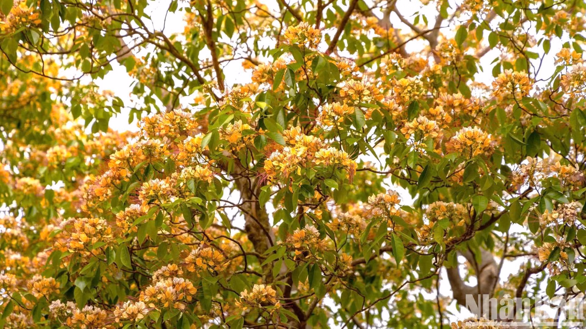 到了夏初，鱼木渐渐变成了更深的黄色，随后它们结出白色的卵形果实，垂挂在树枝上。