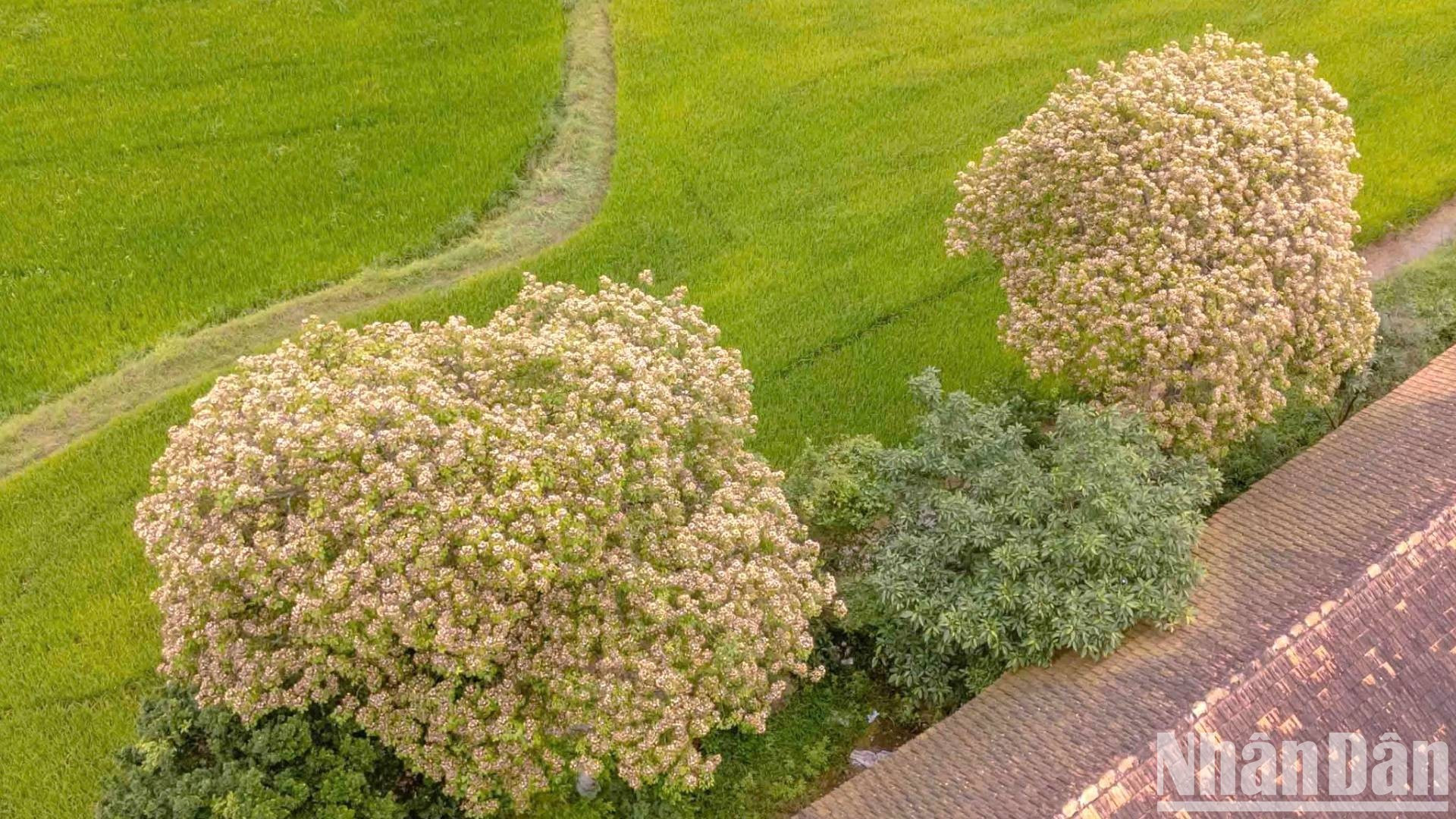 每年3月到4月份，鱼木花盛开，金黄色的花朵如同一把巨大的花伞，，遮住了天空。