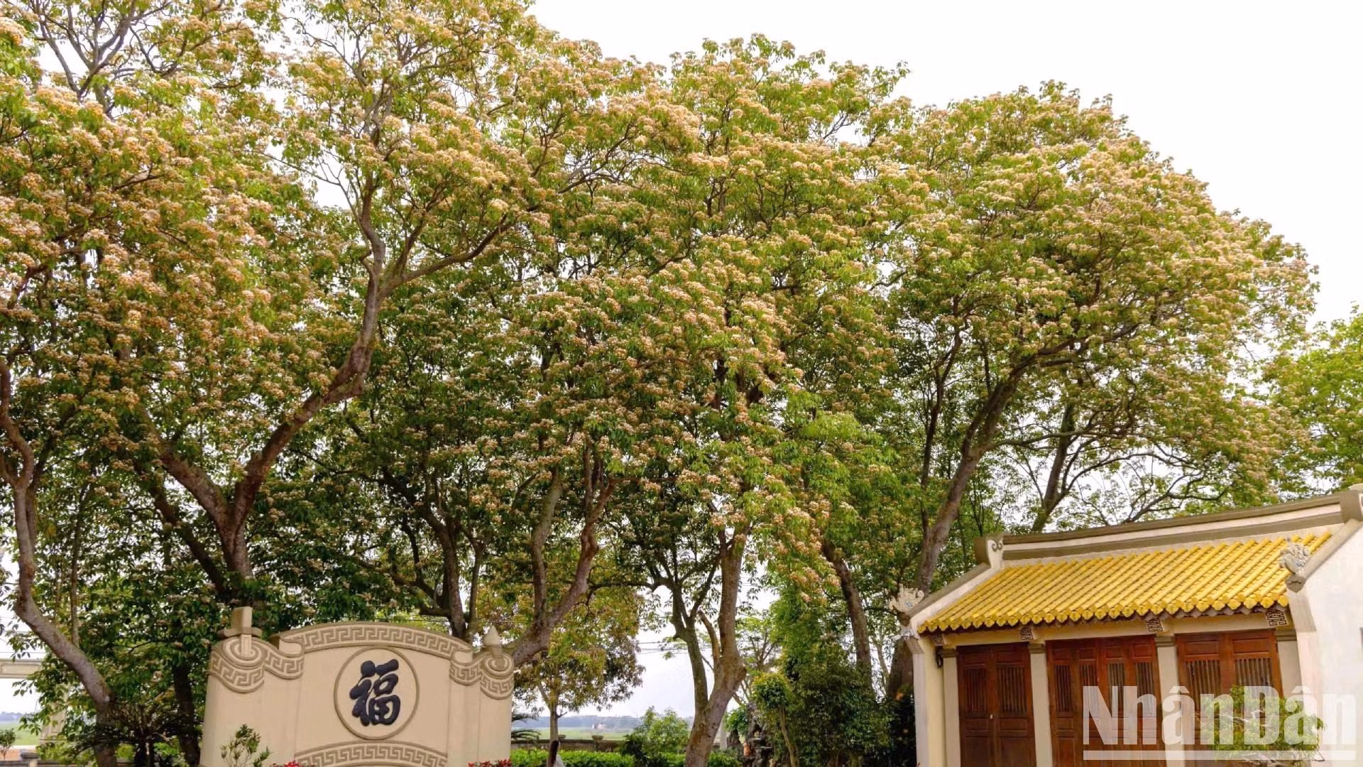 鱼木是木质比较坚硬稳固的树种，特别是它的枝干非常柔韧，成为我们小时候每当在建江河里洗澡时，常常依靠的“工具”。