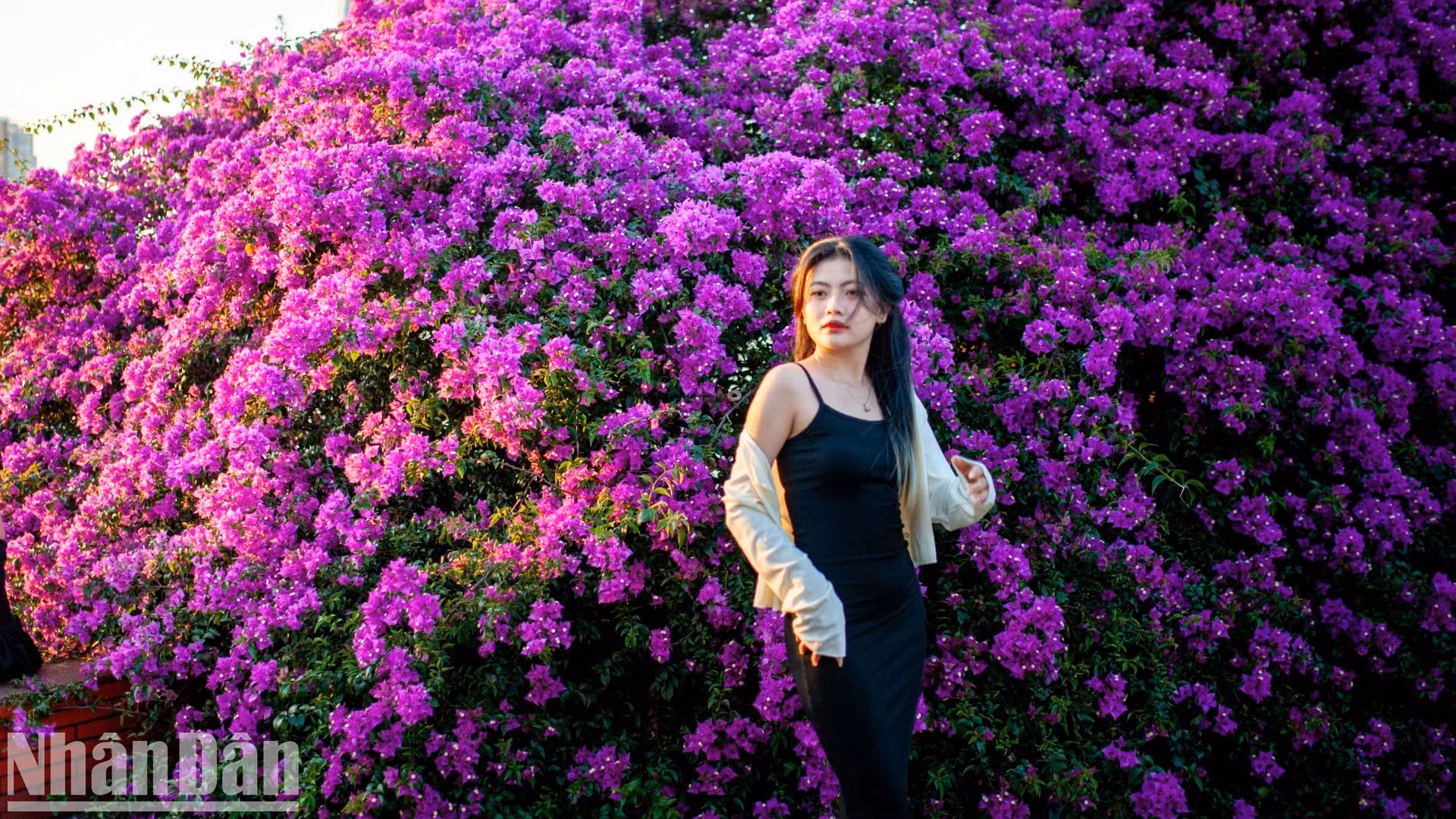 许多青年朋友打扮得漂漂亮亮，兴高采烈地与韩江东岸的叶子花合影留念。