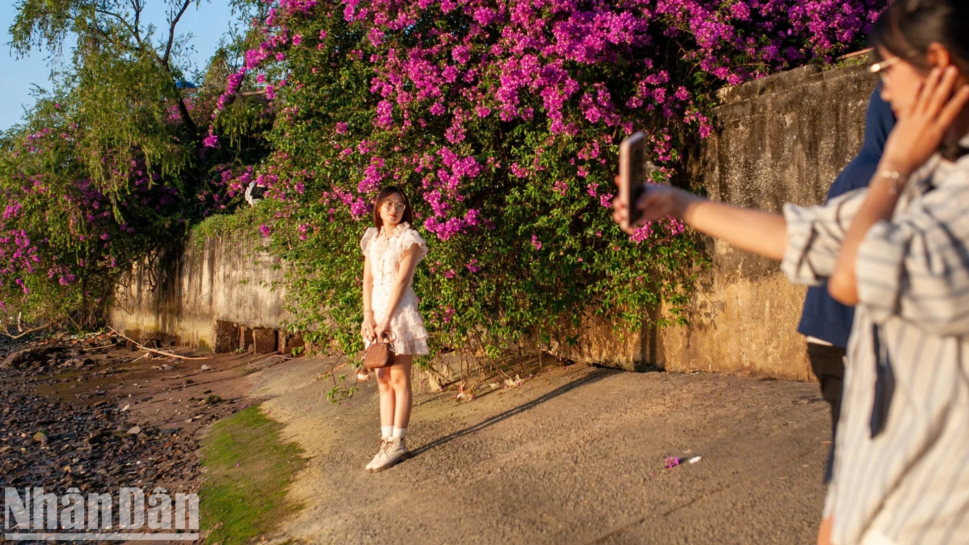 岘港市青年朋友和叶子花一起打卡。 岘港市青年朋友和叶子花一起打卡。