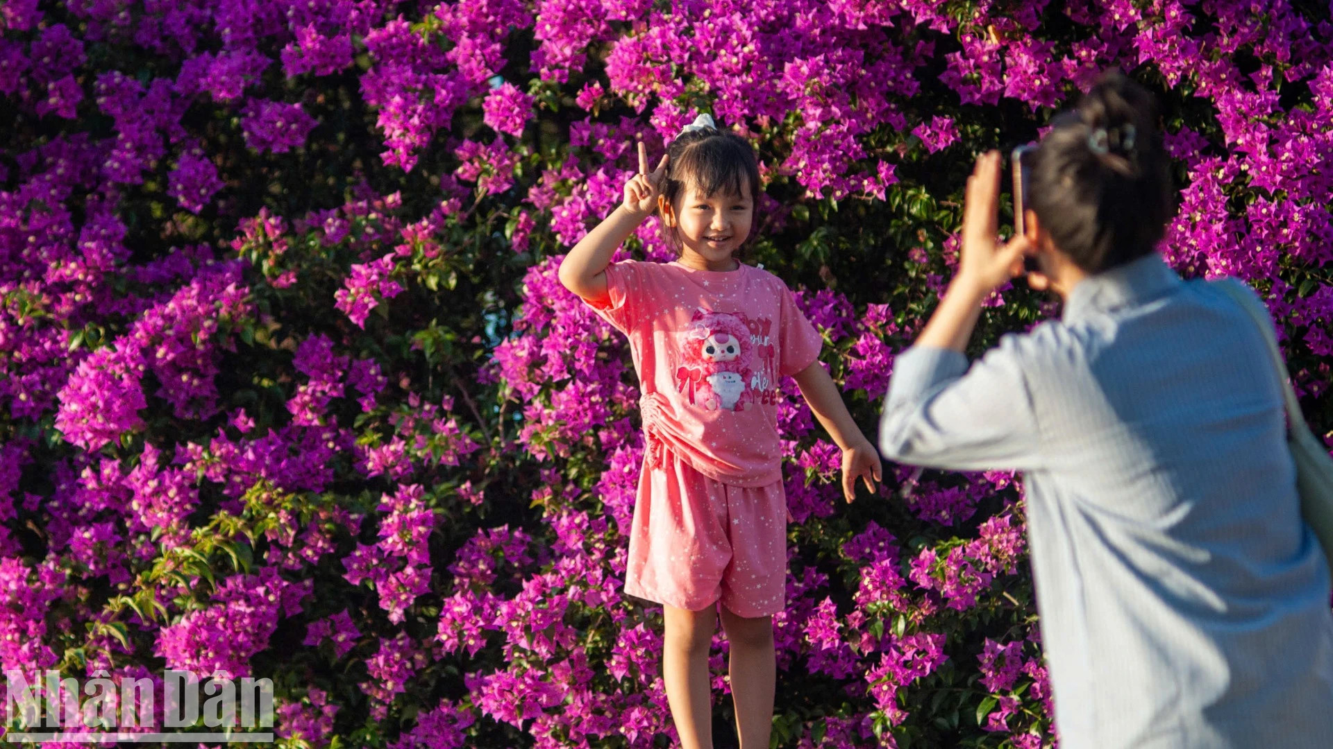 据当地居民介绍,这些叶子花树已种植很久了,每年三月已成为韩江边一道亮丽的风景。 据当地居民介绍,这些叶子花树已种植很久了,每年三月已成为韩江边一道亮丽的风景。