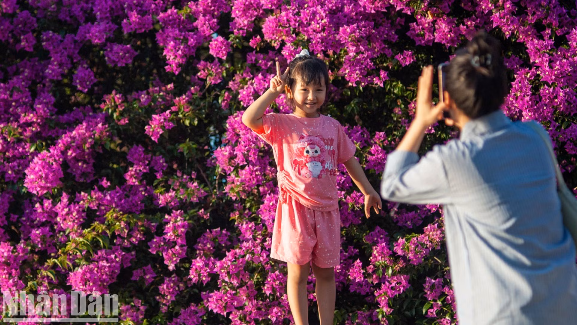 据当地居民介绍，这些叶子花树已种植很久了，每年三月已成为韩江边一道亮丽的风景。