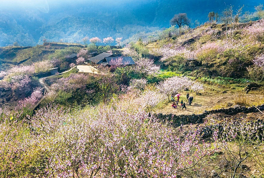 芒花山谷中的桃花盛开季节。