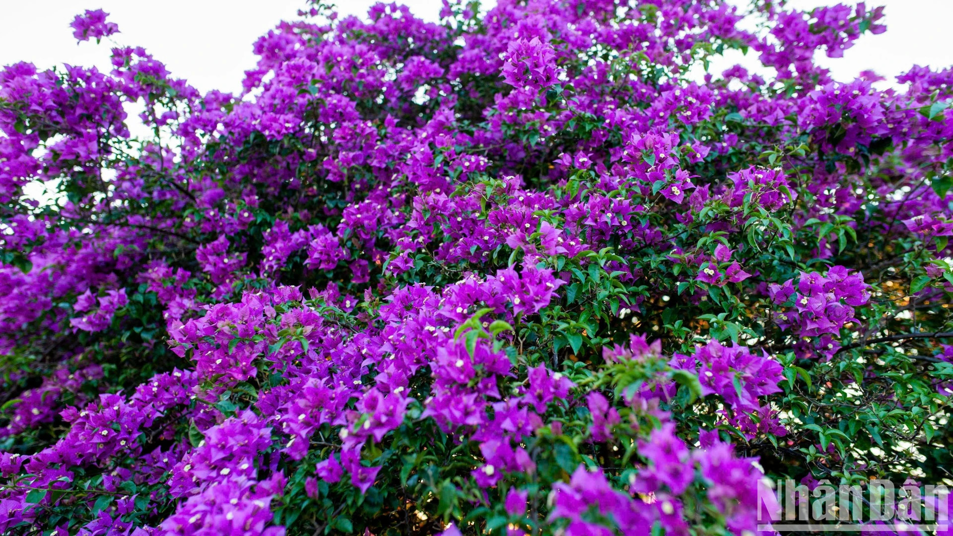 夕阳西下阳光普照下,韩江东岸的叶子花呈现出从淡粉色到深紫色的绚丽色彩。 夕阳西下阳光普照下,韩江东岸的叶子花呈现出从淡粉色到深紫色的绚丽色彩。