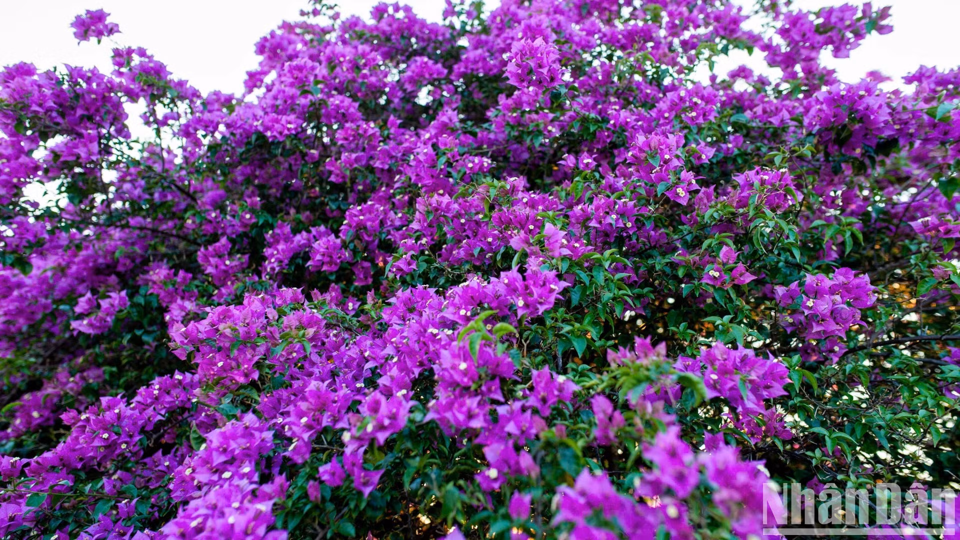 夕阳西下阳光普照下，韩江东岸的叶子花呈现出从淡粉色到深紫色的绚丽色彩。