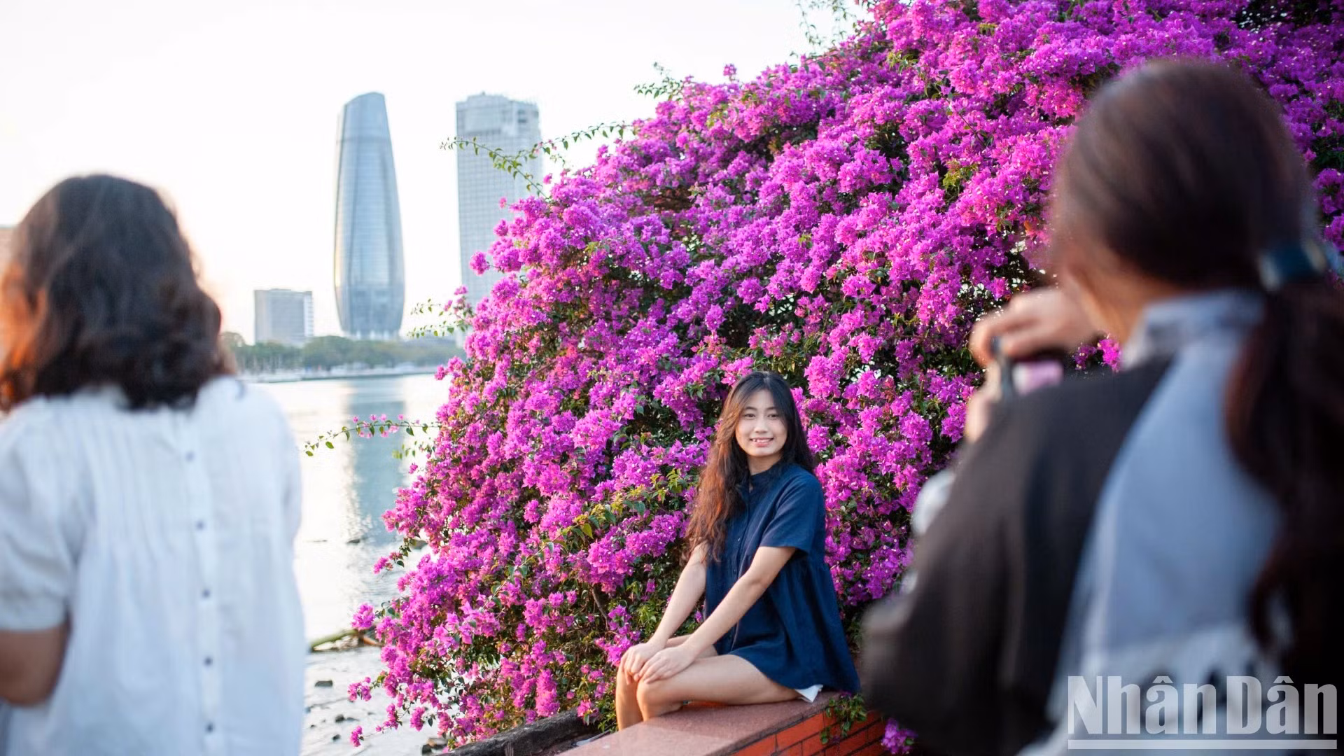 韩江东岸的叶子花树让众多年轻人为之着迷。