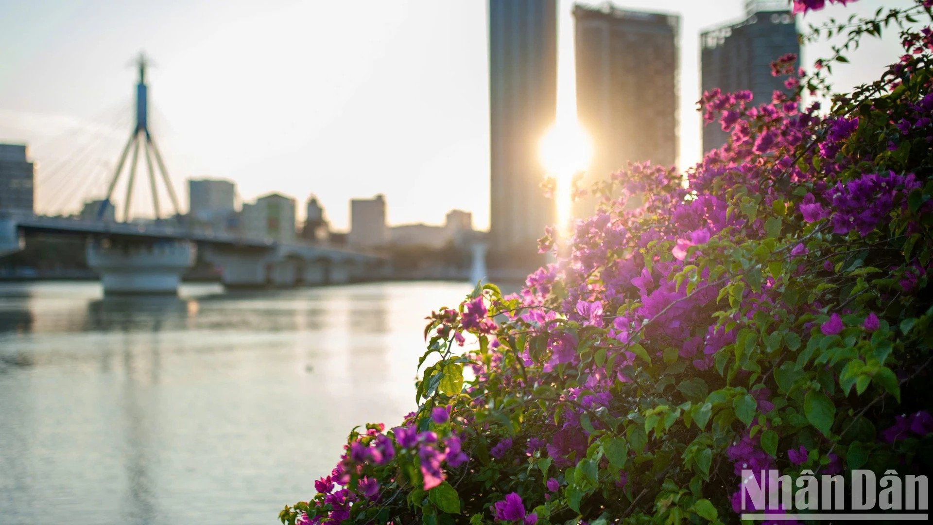 韩江东岸的叶子花盛开。 韩江东岸的叶子花盛开。