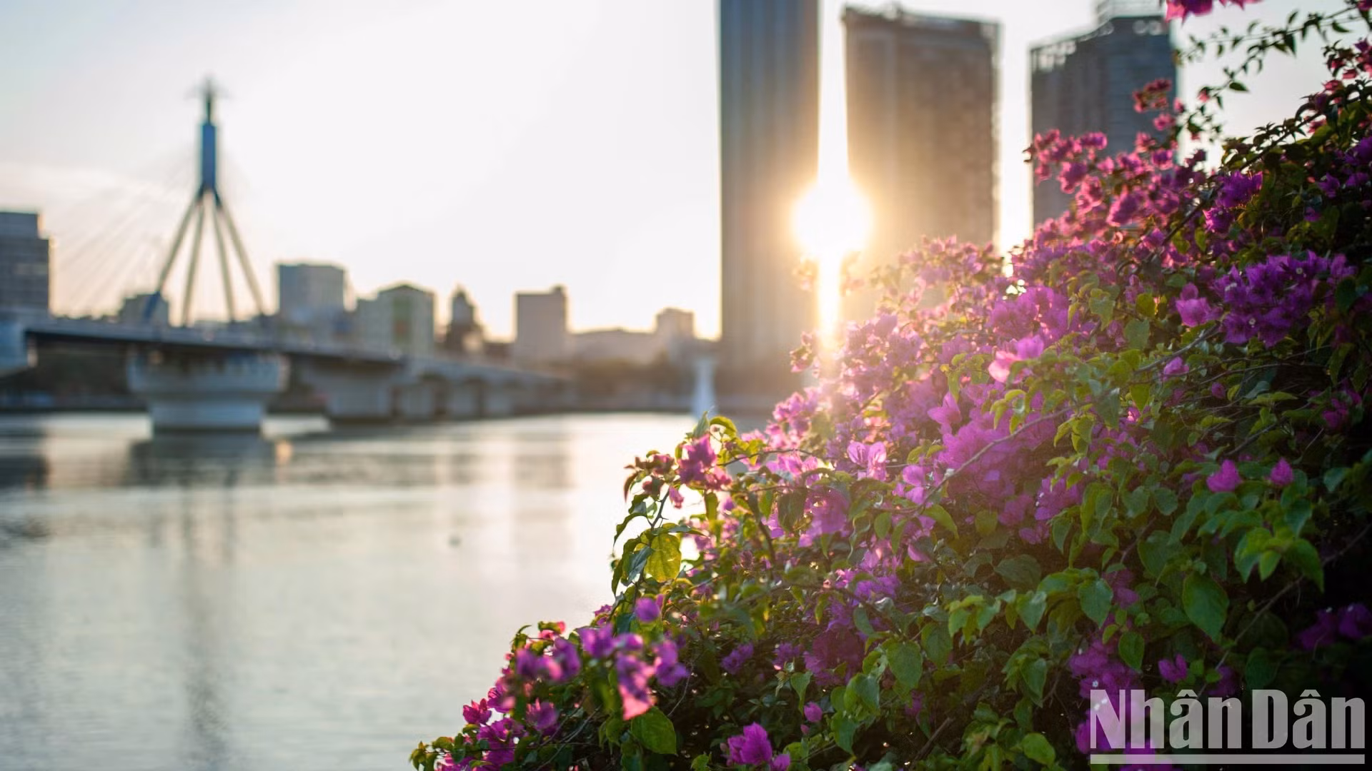 韩江东岸的叶子花盛开。