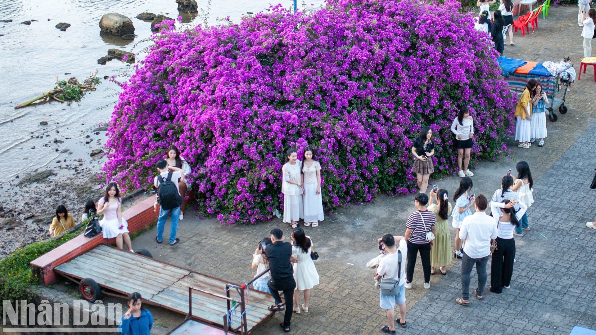 许多民众和游客都特别喜欢这棵“巨型” 叶子花树感兴趣。 许多民众和游客都特别喜欢这棵“巨型” 叶子花树感兴趣。