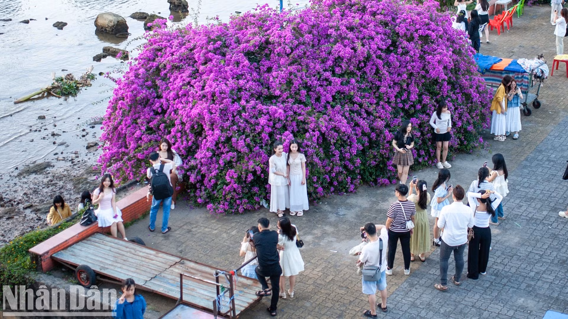 许多民众和游客都特别喜欢这棵“巨型” 叶子花树感兴趣。