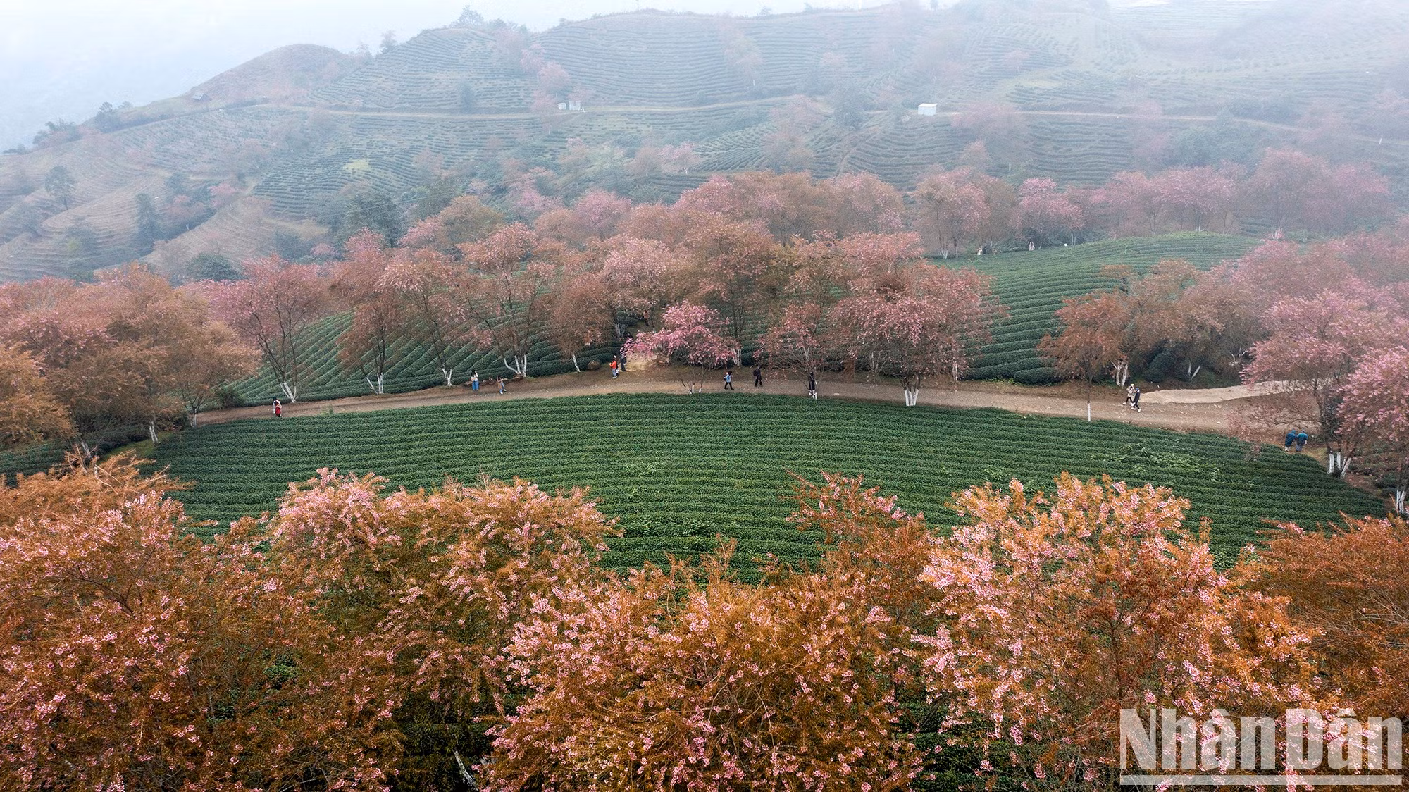 隐藏在乌龙茶山云雾中的冬樱花之美【组图】