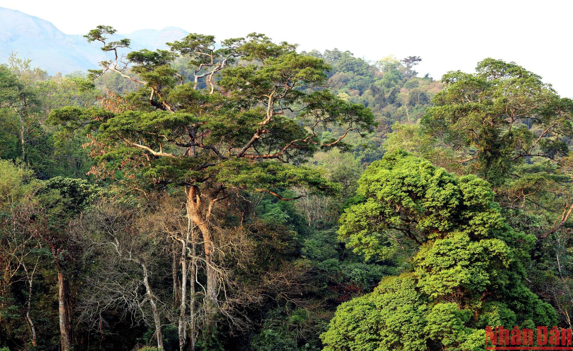 原始森林受到居民的精心保护,珍贵的生态系统完好无损。 原始森林受到居民的精心保护,珍贵的生态系统完好无损。