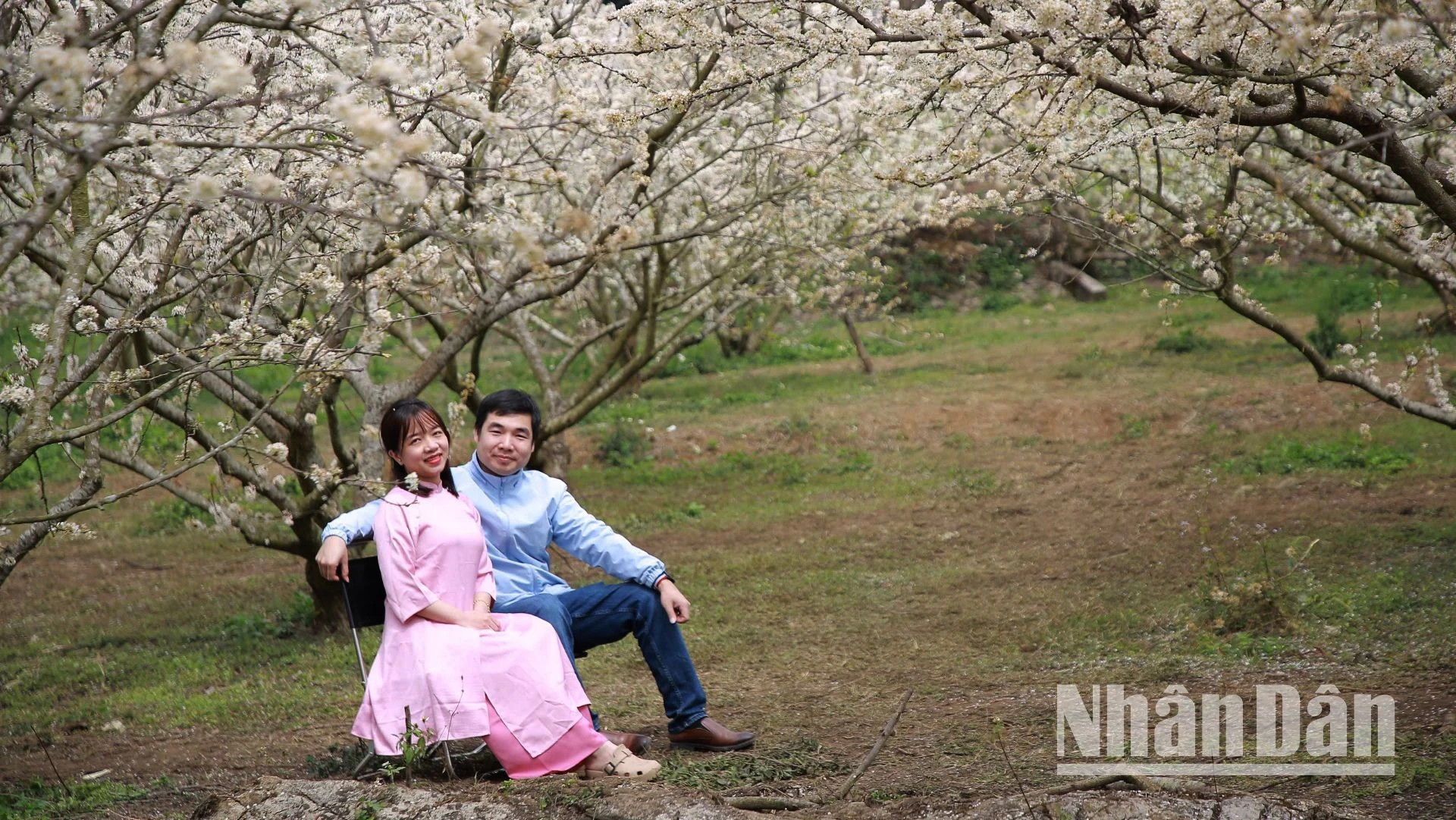 山罗省的少数民族同胞将李花季视为象征爱情之美的花季,伴随着甜美纯真的爱语。 山罗省的少数民族同胞将李花季视为象征爱情之美的花季,伴随着甜美纯真的爱语。