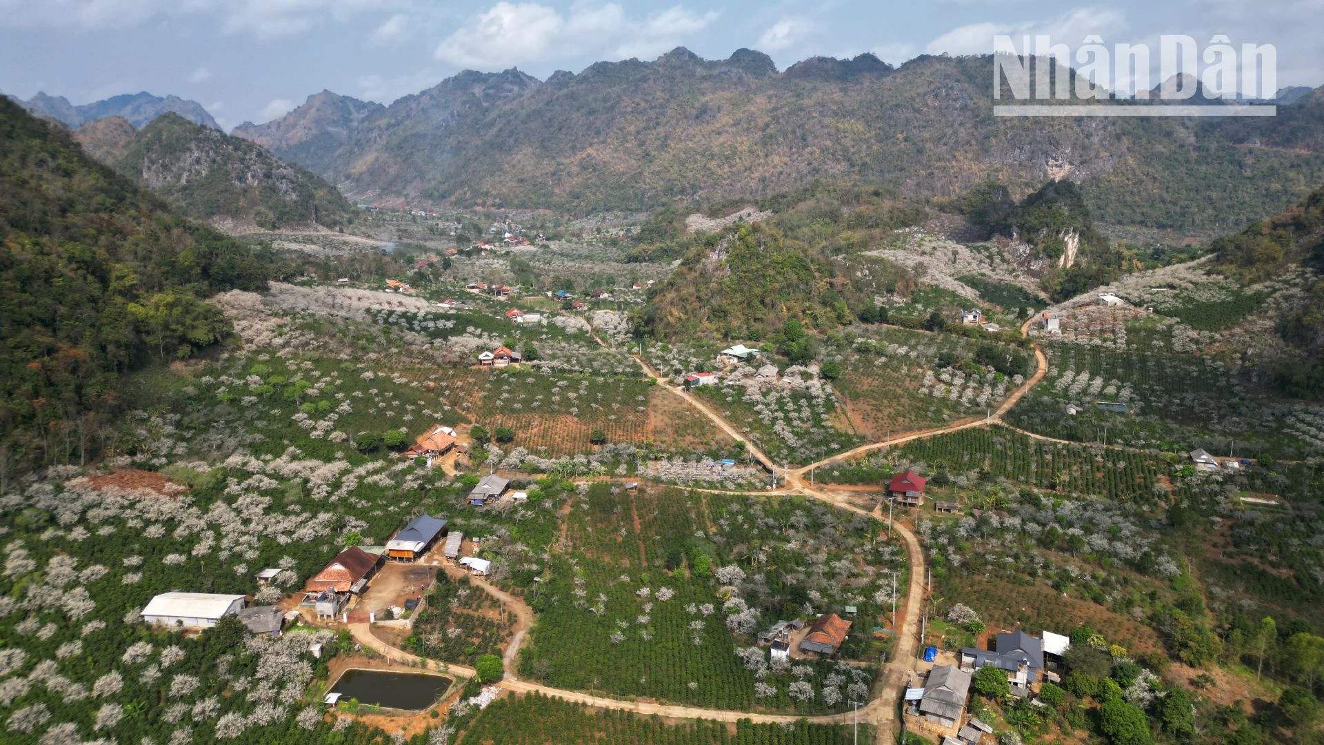 在山罗县各县市傣族和赫蒙族聚居的山谷中,盛开着大量具有白色特征的李花树。 在山罗县各县市傣族和赫蒙族聚居的山谷中,盛开着大量具有白色特征的李花树。