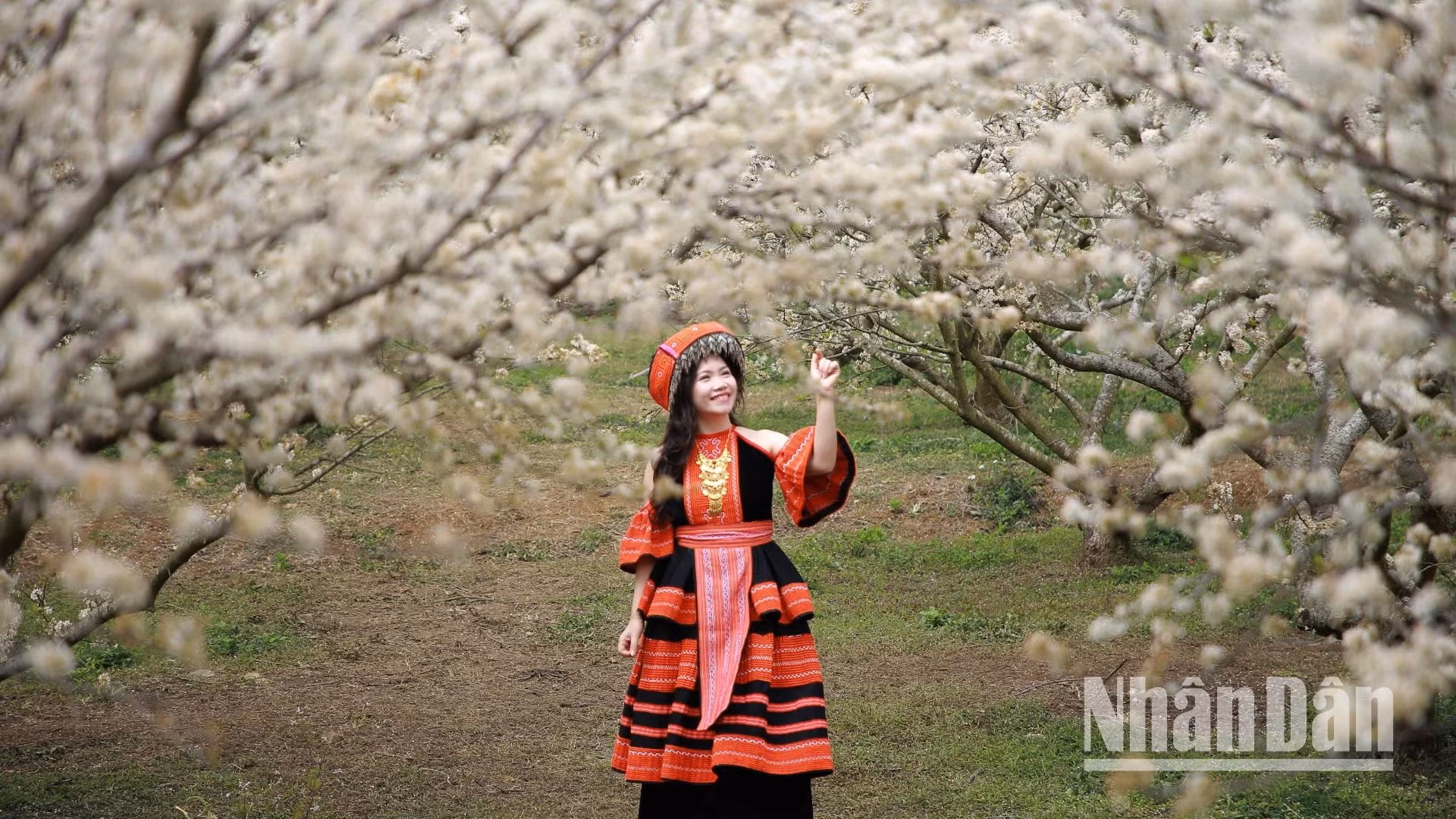 很多游客穿着赫蒙族服饰在盛开的李花树下拍照。