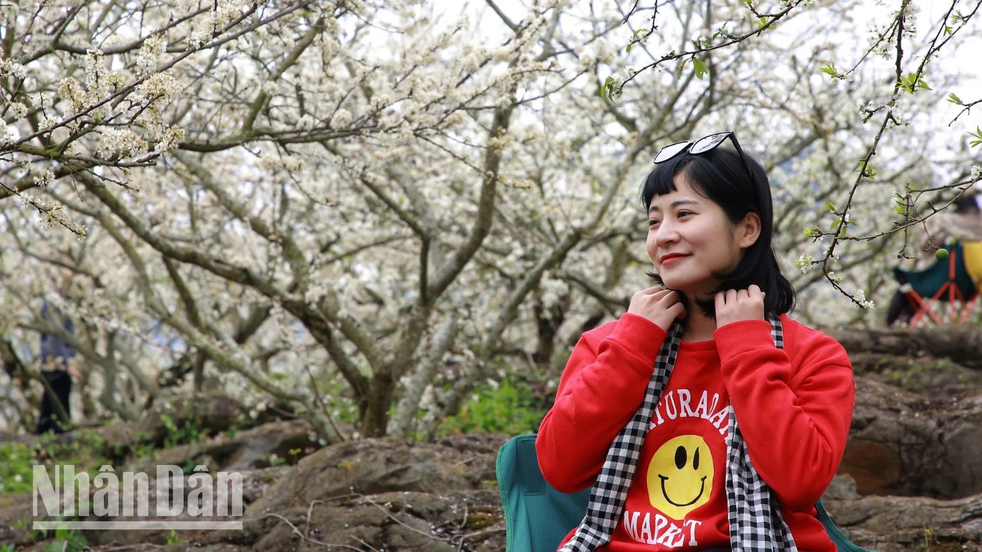 一位游客正沉浸在木州高原“白色童话之乡”纯洁的白色花海中。 一位游客正沉浸在木州高原“白色童话之乡”纯洁的白色花海中。