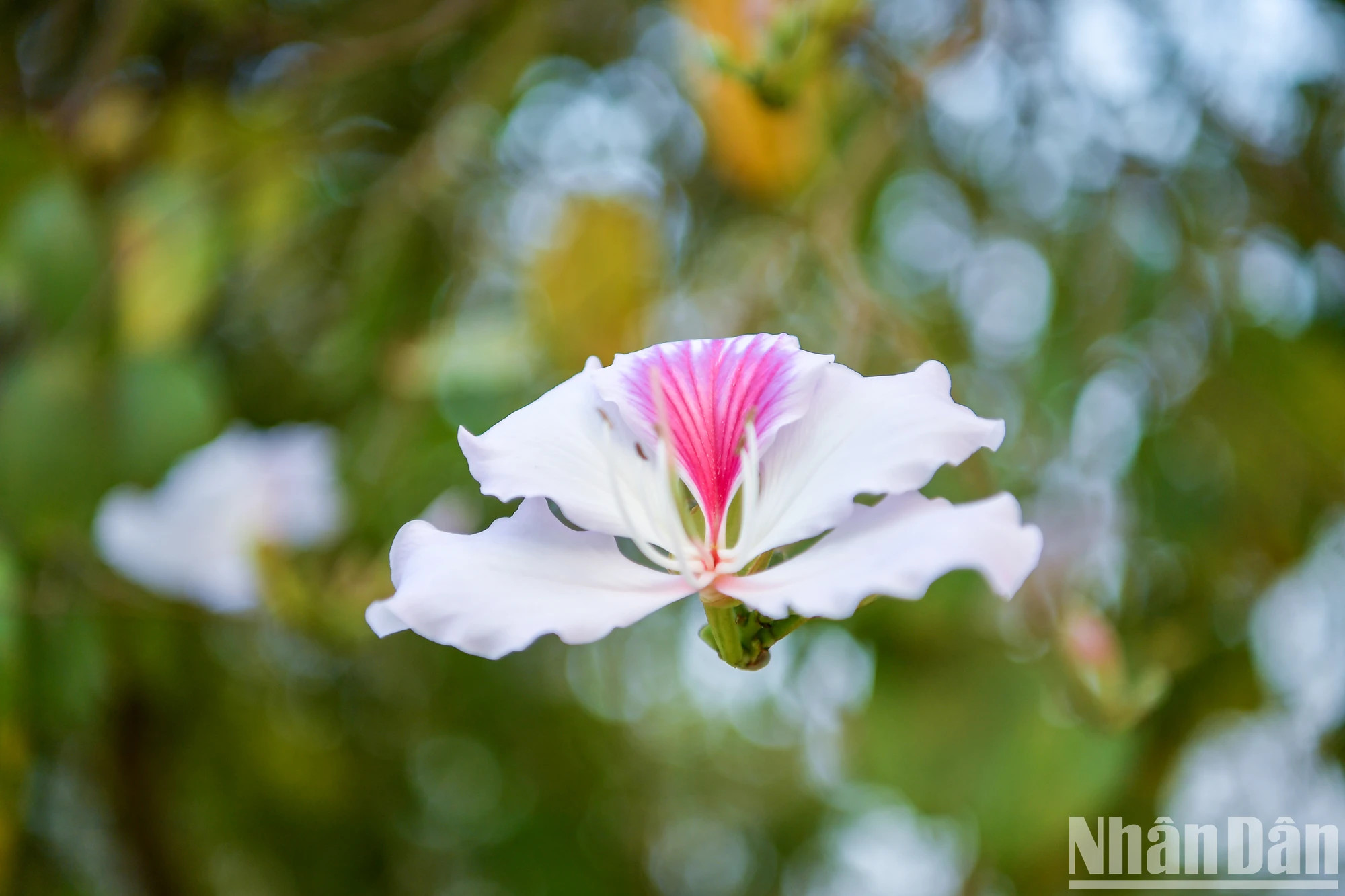 每朵花通常有4至5片花瓣，白色花瓣中间有紫粉色的雌蕊，有淡淡的香味。
