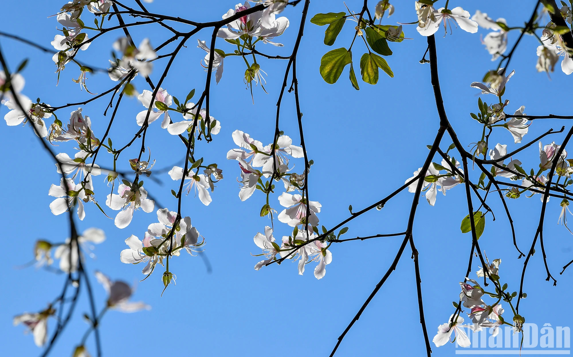 三月紫荆花盛开。