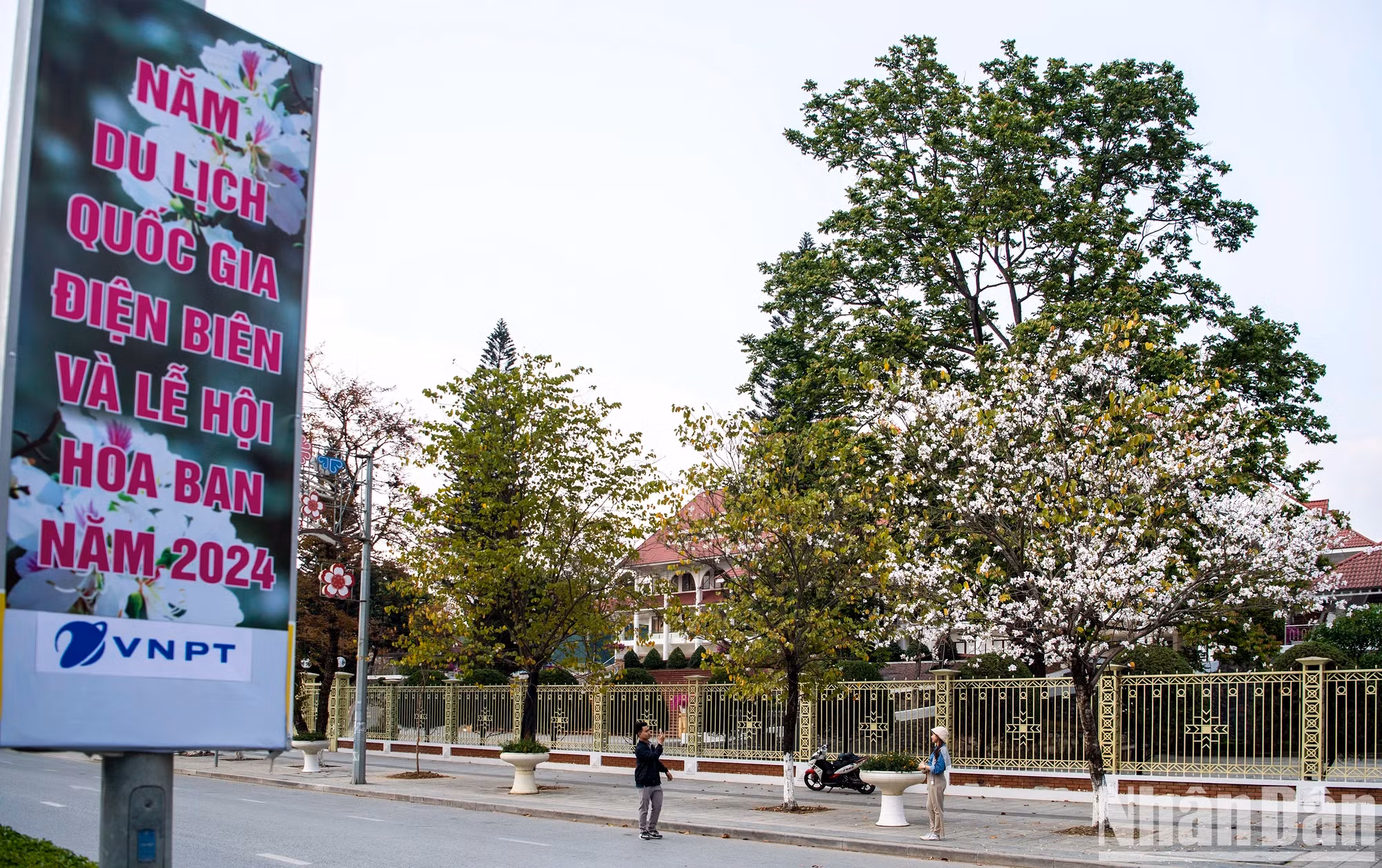 不仅在高山上,在山区小镇芒青,紫荆花也已经绽放。 不仅在高山上,在山区小镇芒青,紫荆花也已经绽放。